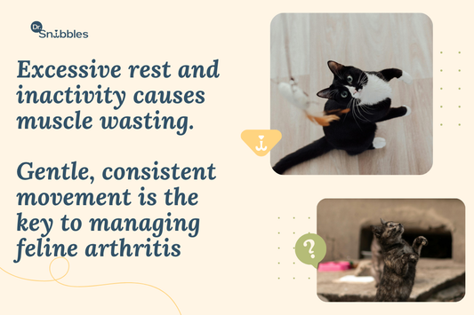 Exercise for Cats With Arthritis