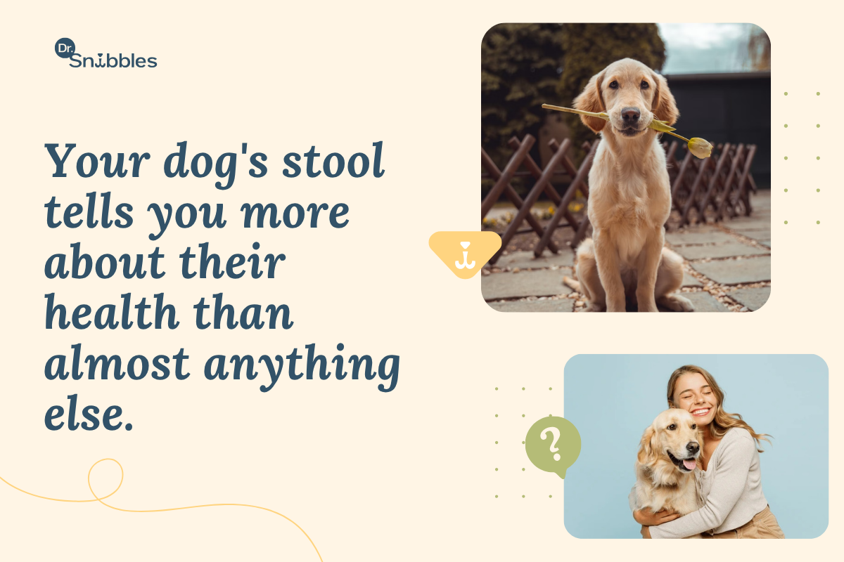 Your dog's stool tells you more about their health than almost anything else.