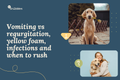 Dog vomiting causes and when to call a vet, vet-backed guide by Dr Snibbles.
