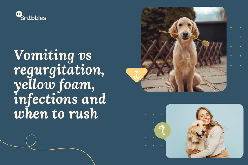 Dog vomiting causes and when to call a vet, vet-backed guide by Dr Snibbles.