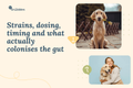 Probiotics for Dogs: Do They Actually Work?