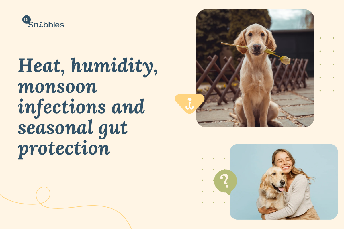Dog Digestive Problems in Summer and Monsoon: What Every Indian Pet Parent Needs to Know
