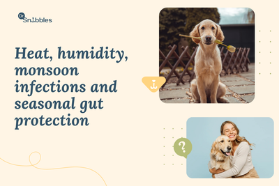 Dog Digestive Problems in Summer and Monsoon: What Every Indian Pet Parent Needs to Know