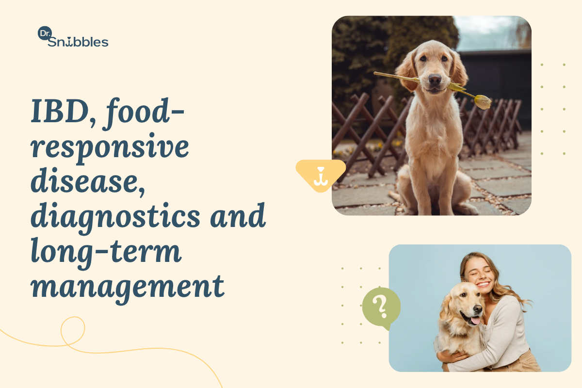 Solving Chronic Digestive Issues in Dogs: When Diet Isn't Enough