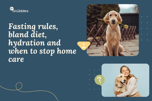 How to Fix Your Dog's Upset Stomach at Home