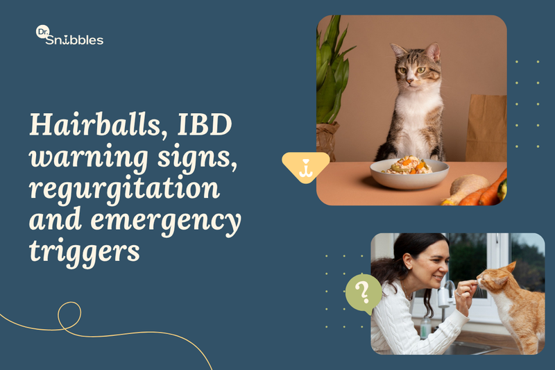 Hairballs are common, but frequent vomiting in cats is not normal. Know the causes, warning signs and when to see a vet.