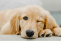 Puppy Nutrition Requirements: Essential Nutrients, Calories & Food Guidelines (2025)