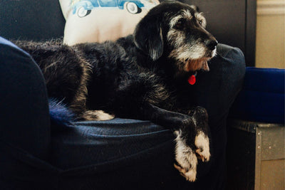 How to Manage Dog Allergies: Complete Guide to Symptoms, Treatment & Natural Remedies