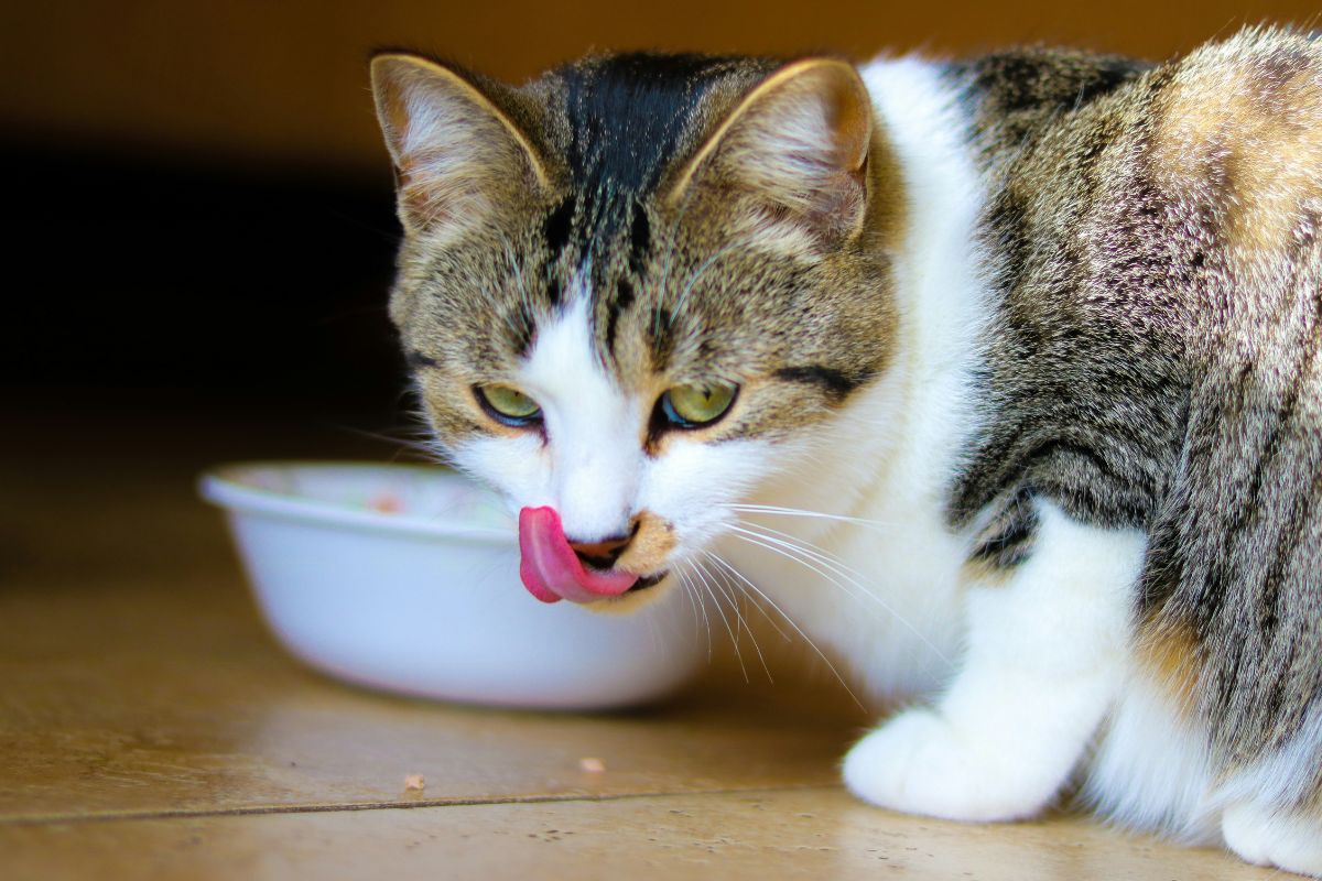 Complete Guide to Adult Cat Nutrition: Wet vs Dry Food & Diet Management
