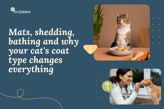 Grooming Long-Haired vs Short-Haired Cats: What's the Difference?