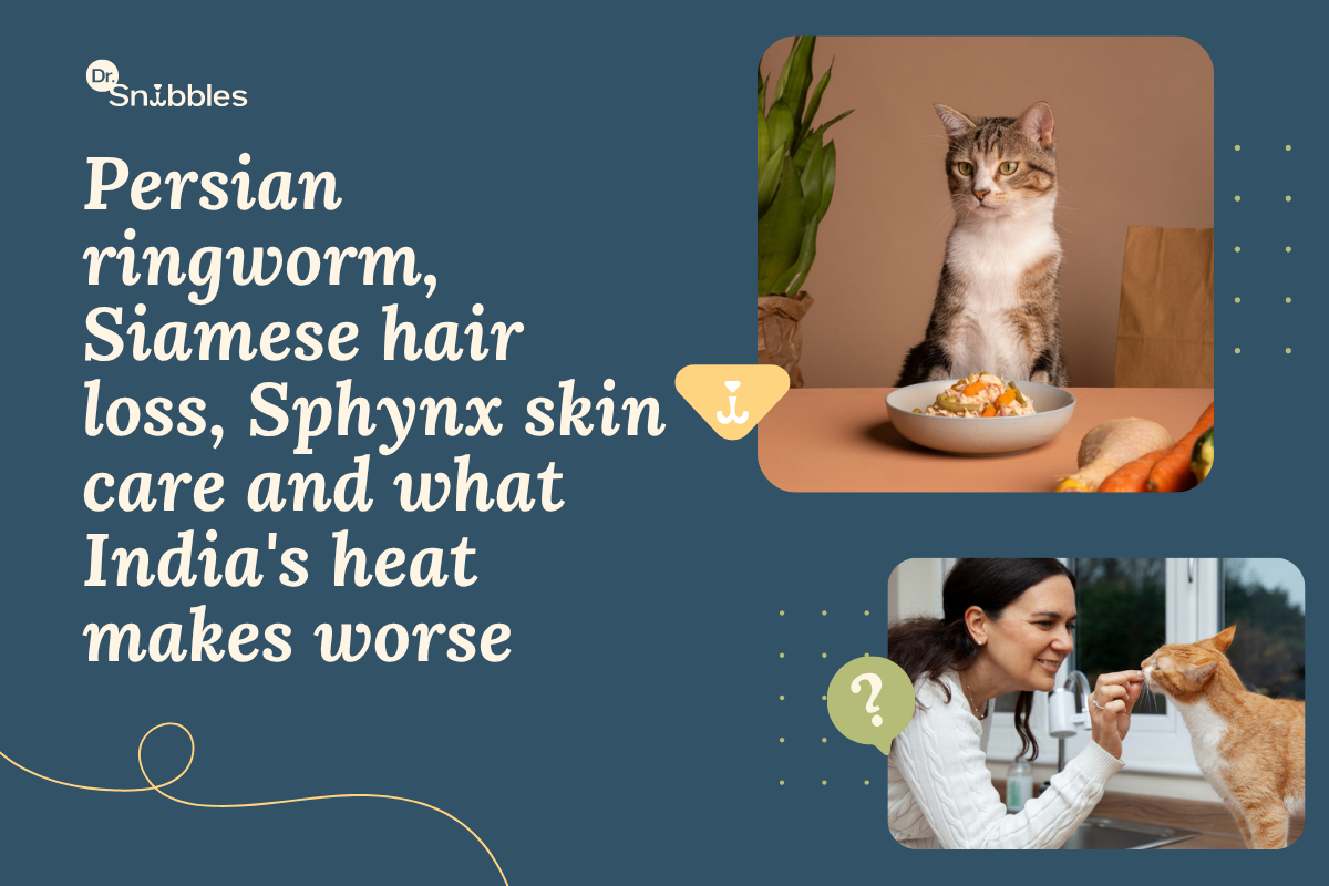 Skin Problems in Persian, Siamese, and Sphynx Cats: What Every Owner Needs to Know