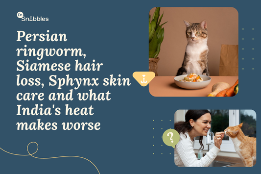 Skin Problems in Persian, Siamese, and Sphynx Cats: What Every Owner Needs to Know