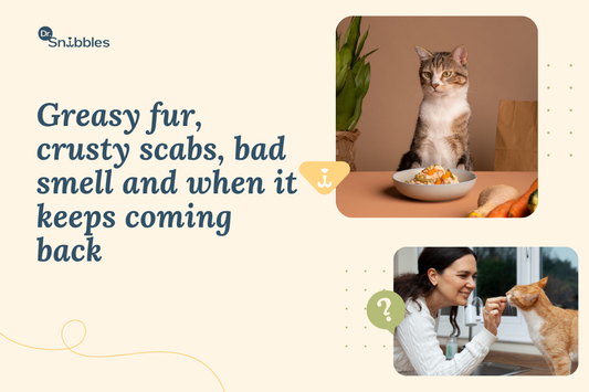 Yeast and Bacterial Skin Infections in Cats: Signs, Causes, and Treatment