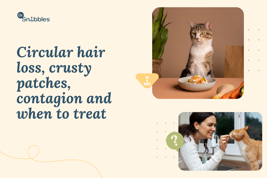 Ringworm in Cats: Identification, Treatment, and Prevention