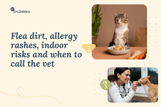 Fleas on Cats: Prevention and Treatment in Indian Climates