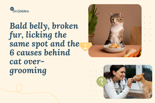 Why Is My Cat Over-Grooming? Causes of Excessive Licking